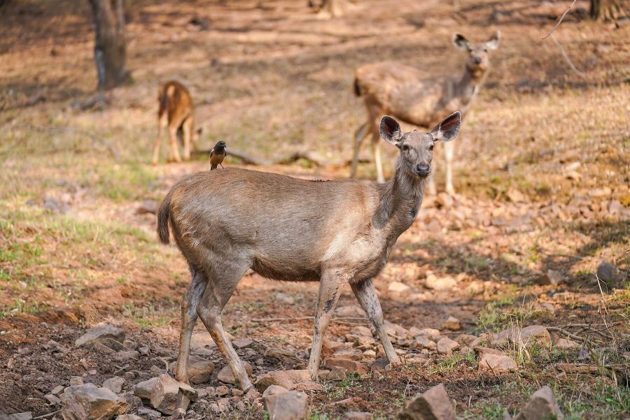 Sambar deer at the water's edge in Mukundara